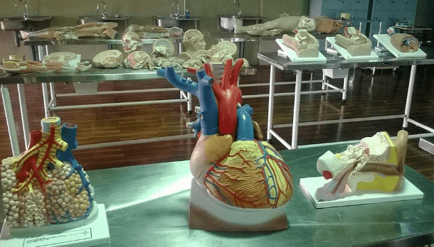 Organ Models
